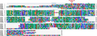 Angiotensin and Endothelin Receptor Structures With Implications for Signaling Regulation and Pharmacological Targeting